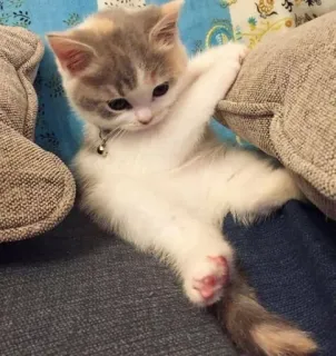 🧼 子猫, 猫, かわいい, 動物, ペット, 家畜, ネコ科 whatsapp sticker