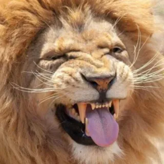 😆 leão, animal, vida selvagem, mamífero, natureza telegram sticker
