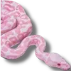 ๐