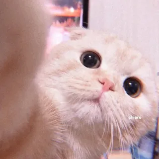 🥺 chiero kucing, hewan peliharaan, lucu, binatang, scottish fold, anak kucing telegram sticker