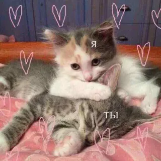 🤗 Я ТЫ 猫, 子猫, 愛, かわいい, ハート whatsapp sticker