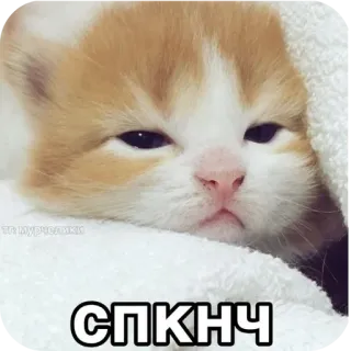 🐱 СПКНЧ chat, chaton, endormi, mignon, animal telegram sticker