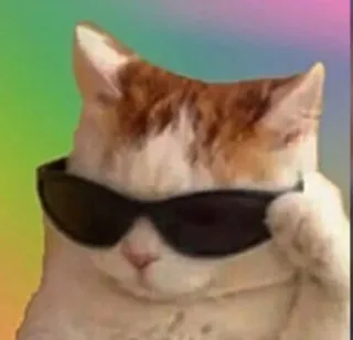 😎 cat, sunglasses, cool, animal, pet, funny, meme whatsapp sticker