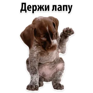 😄 Держи лапу dog, puppy, animal, cute, pet telegram sticker