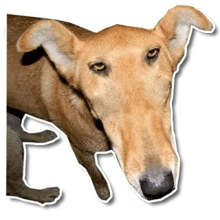 😑 dog, greyhound, animal, pet, canine whatsapp sticker