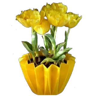 🌸 hoa, hoa tulip, vàng, cây, chậu telegram sticker