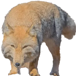 🦊 animal, renard, faune whatsapp sticker