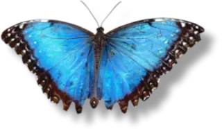 🐝 butterfly, blue, insect, nature, wings whatsapp sticker