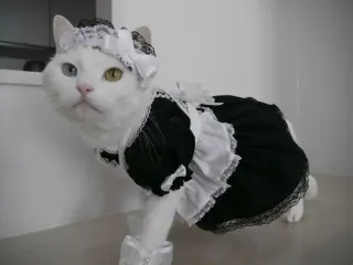 🌟 chat, tenue de soubrette, costume, animal, mignon, animal domestique whatsapp sticker