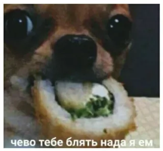 🍔 чево тебе блять нада я ем dog, sushi, food, animal, funny, meme, russian whatsapp sticker