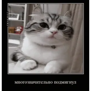 🐱 многозначительно подмигнул gatto, carino, meme, animale, animale domestico, occhiolino telegram sticker