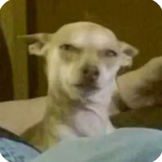 😲 chihuahua, cane, animale, animale domestico, meme, divertente, ritratto telegram sticker
