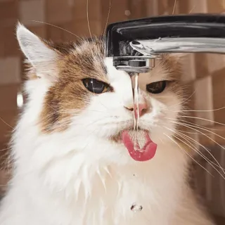 🚰 cat, drinking, water, faucet, animal, pet, thirsty telegram sticker