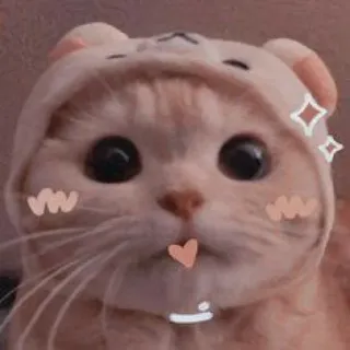 🐾 cat, kitten, cute, animal, kawaii, pet telegram sticker
