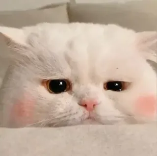 😭 cat, white cat, fluffy, animal, cute, pet telegram sticker