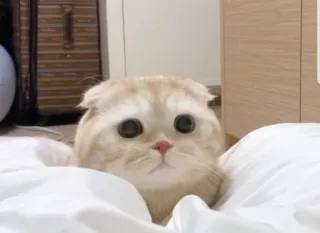 🥺 cat, cute, animal, pet, scottish fold, kitten, adorable telegram sticker