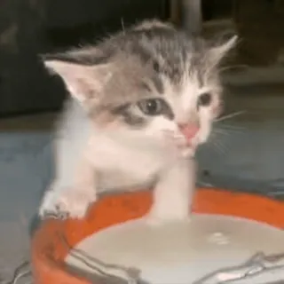 🥛 gatinho, gato, leite, fofo, animal, animal de estimação, adorável, felino telegram sticker