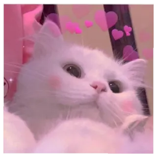 🐈 猫, 白, 動物, かわいい, ペット, ハート, ピンク telegram sticker