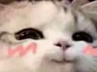 😏 Katze, Tier, niedlich, kawaii, erröten telegram sticker