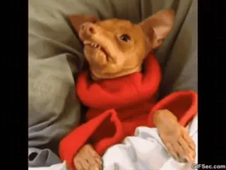 😳 perro, mascota, animal, gracioso, meme, chihuahua telegram sticker
