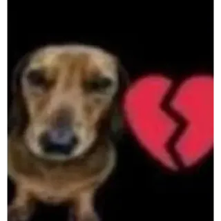 🍓 dog, dachshund, broken heart, sad, meme, heartbreak, puppy telegram sticker
