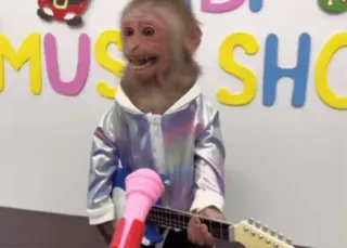 😘 Music Show monkey, music, guitar, show, animal telegram sticker