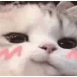 🤭 chat, mignon, kawaii, animal, animal de compagnie, rougir telegram sticker