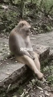 😅 ЯСНА ลิง, สัตว์, ป่า, ธรรมชาติ, สัตว์ป่า, นั่ง, ต้นไม้ telegram sticker