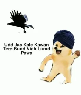 🤔 Udd Jaa Kale Kawan Tere Bund Vich Lumd Pawa crow, doge, turban, punjabi, meme telegram sticker