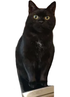 🥦 kucing, kucing hitam, hewan, hewan peliharaan, felidae whatsapp sticker