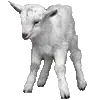 🐑