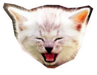 😆 แมว, ลูกแมว, สัตว์, น่ารัก, มีความสุข, สัตว์เลี้ยง telegram sticker