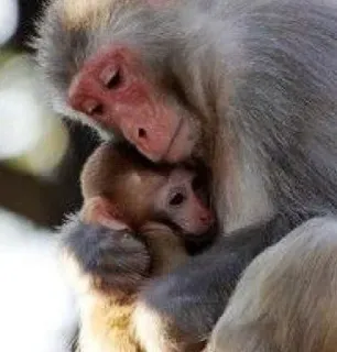 🫂 aap, dier, wildlife, primaat, zoogdier, schattig, natuur, apenbaby whatsapp sticker