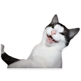 😆 gato, feliz, divertido, animal, mascota, pegatina telegram sticker