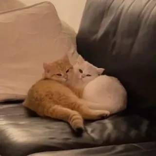 👾 猫, 子猫, 動物, 可愛い, ペット telegram sticker