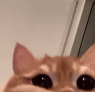 💞 猫, 可爱, 动物, 宠物, 橙色, 家猫 telegram sticker