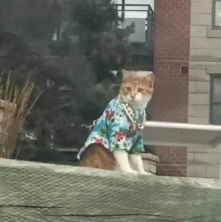 😒 cat, hawaiian shirt, animal, pet, cute, fashion, orange cat whatsapp sticker