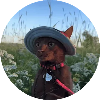 🤩 고양이, 모자, 애완 동물, 동물, 자연, 필드, 귀여운 telegram sticker