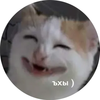 😁 Ъхы ) кот, мем, милый, смешной telegram sticker