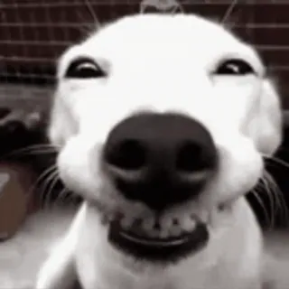 😁 dog, animal, meme, funny, close-up, portrait telegram sticker