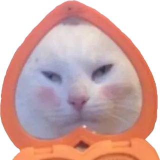 💄 cat, meme, peach, makeup, mirror, animal, funny telegram sticker