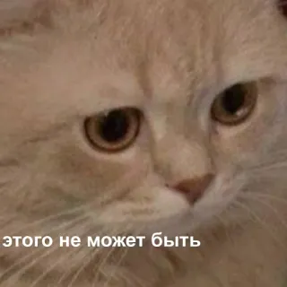 😐 этого не может быть kot, mem, rosyjski, smutny, wyraz telegram sticker