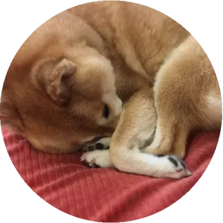 💤 犬, 柴犬, 睡眠, かわいい, ペット, 動物, 家畜 telegram sticker