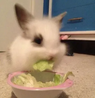 🌟 bunny, rabbit, pet, animal, eating, lettuce, cute, bowl whatsapp sticker