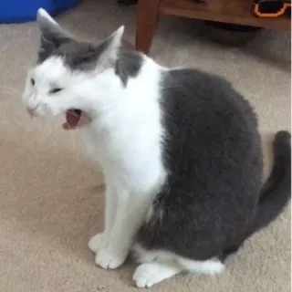 cats club telegram stickers