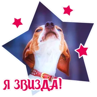 ⭐️ Я ЗВІЗДА! dog, animal, star, beagle, ukrainian telegram sticker