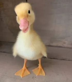 🌟 patito, pato, amarillo, lindo, animal, pájaro telegram sticker