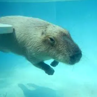 🌊 Capybara, Nagetier, Schwimmen, Tier, Wasser, Säugetier whatsapp sticker