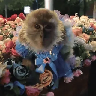 😀 monkey, flowers, animal, cute, dress, floral telegram sticker