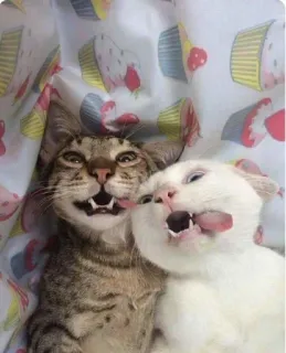 🌟 gatos, animais, animais de estimação, engraçado, língua, fofo telegram sticker